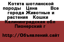 Котята шотланской породы › Цена ­ 40 - Все города Животные и растения » Кошки   . Калининградская обл.,Пионерский г.